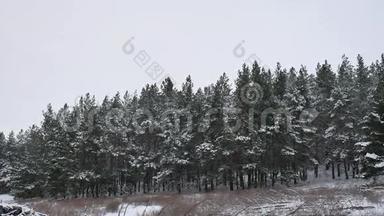 冬季森林松林，雪自然景观，美丽的树，冬季圣诞节背景